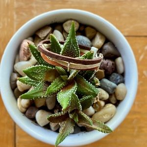 ▫️Newborn Bracelet ▫️
